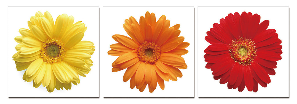 Daisies - Colors - California Wall Art
 - 1