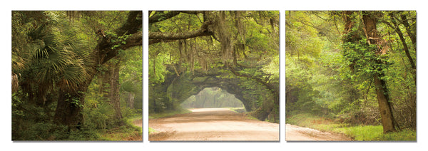 Green Pathway - California Wall Art
