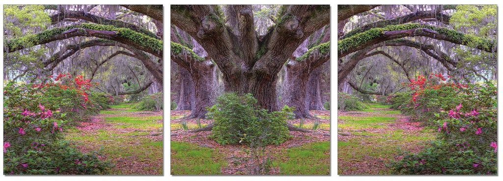 Louisiana Trees - California Wall Art
 - 1
