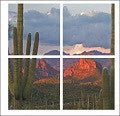 Saguaros Sunset - California Wall Art
