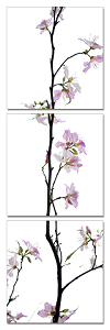 Vertical - Spring Flower - California Wall Art
 - 1