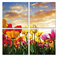 Tulips # 2 - California Wall Art
